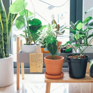 Pots & Planters