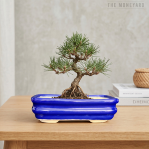 Bonsai Plant Pot Haven
