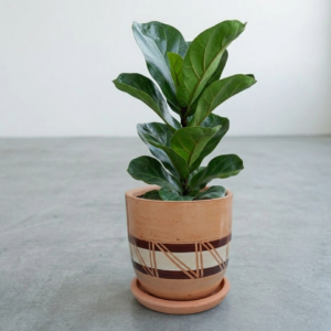Stripe Fusion Terracotta