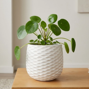Clay Pot Leafy Lene